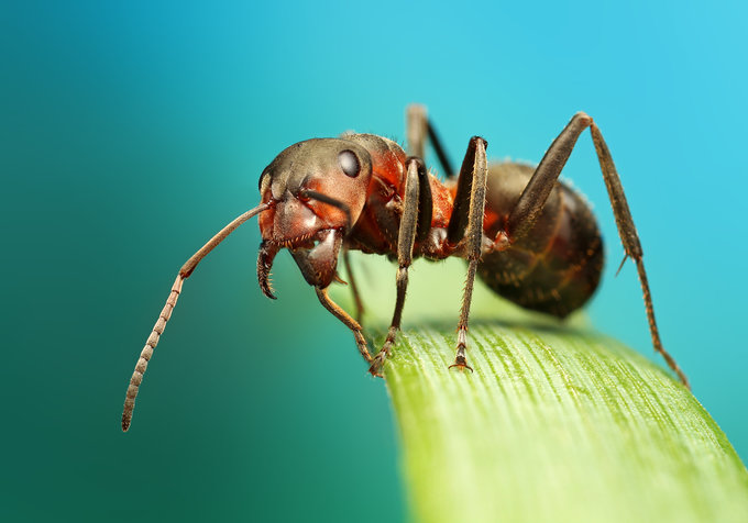 Ant by Ondrej Pakan - Downloaded from 500px_jpg