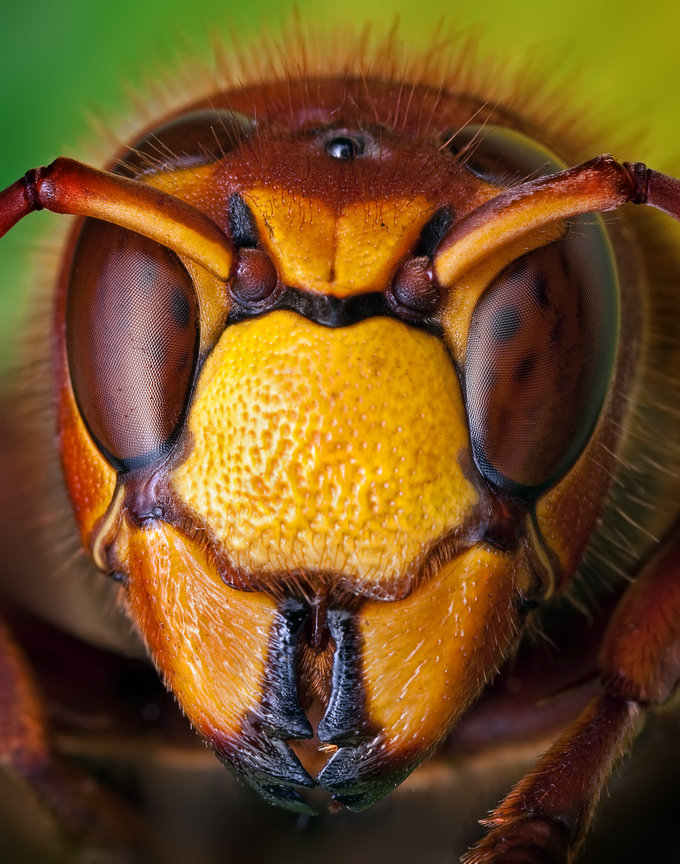 yellow jacket by Ondrej Pakan - Downloaded from 500px_jpg